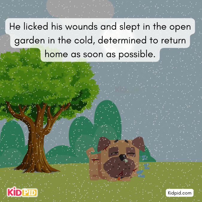 the dog slept in the garden in the cold 