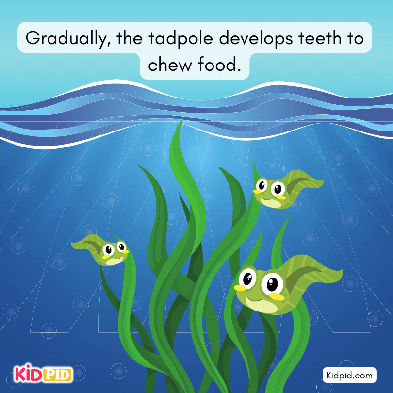 tadpoles develop teeth to chew food