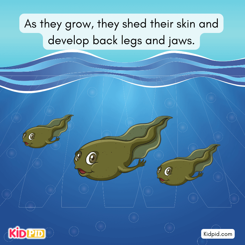 Tadpoles shed their skin and develop back legs and jaws.