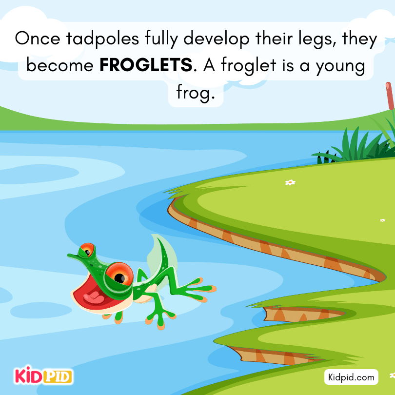 Tadpoles fully develop their legs & they become froglets