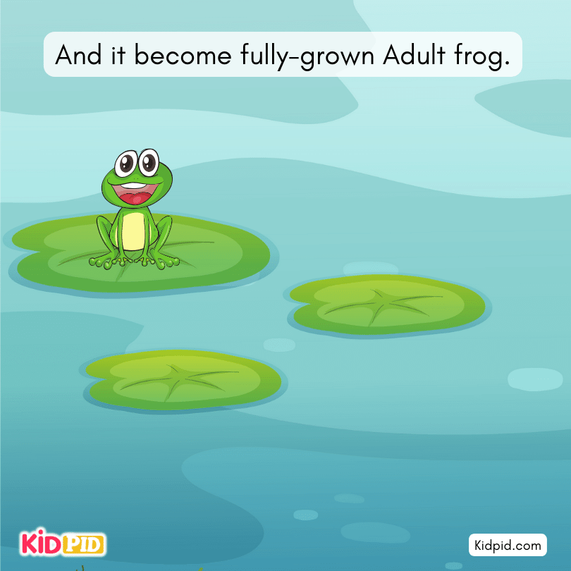 Fully-grown adult frog