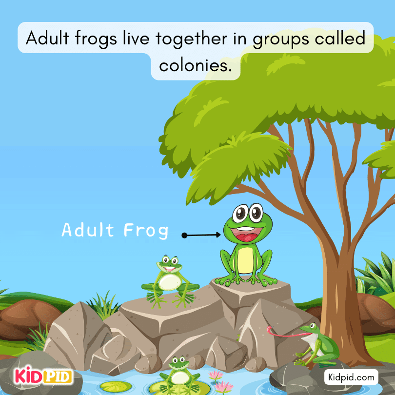 Adult frogs live together in groups called colonies.