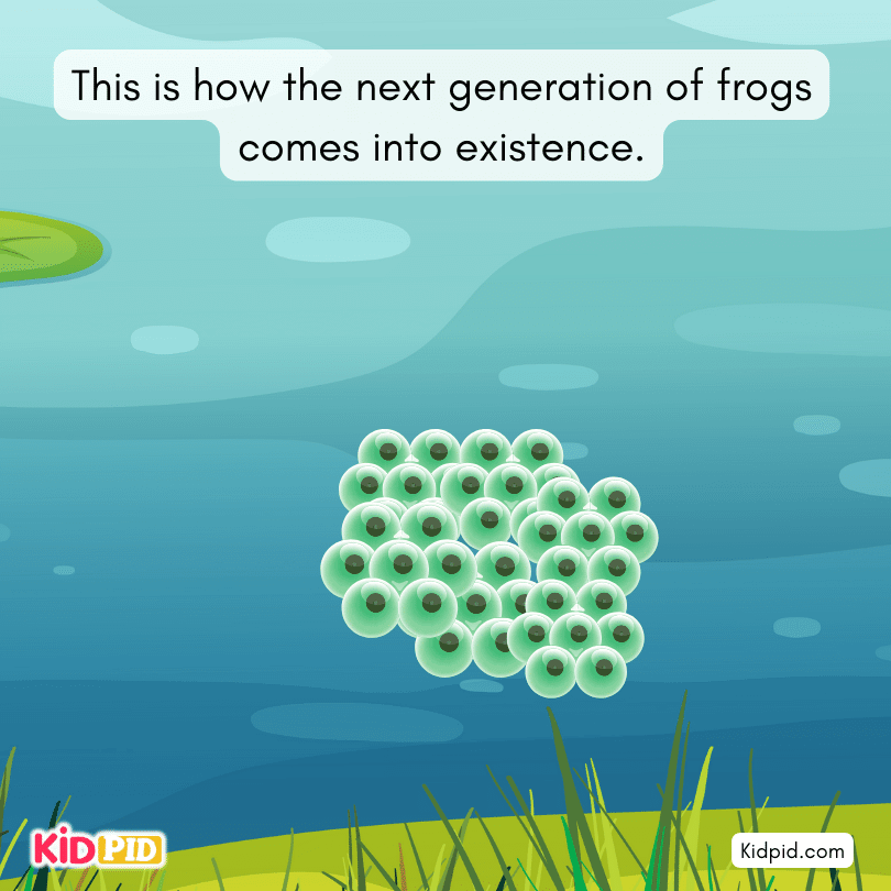 next generation of frogs