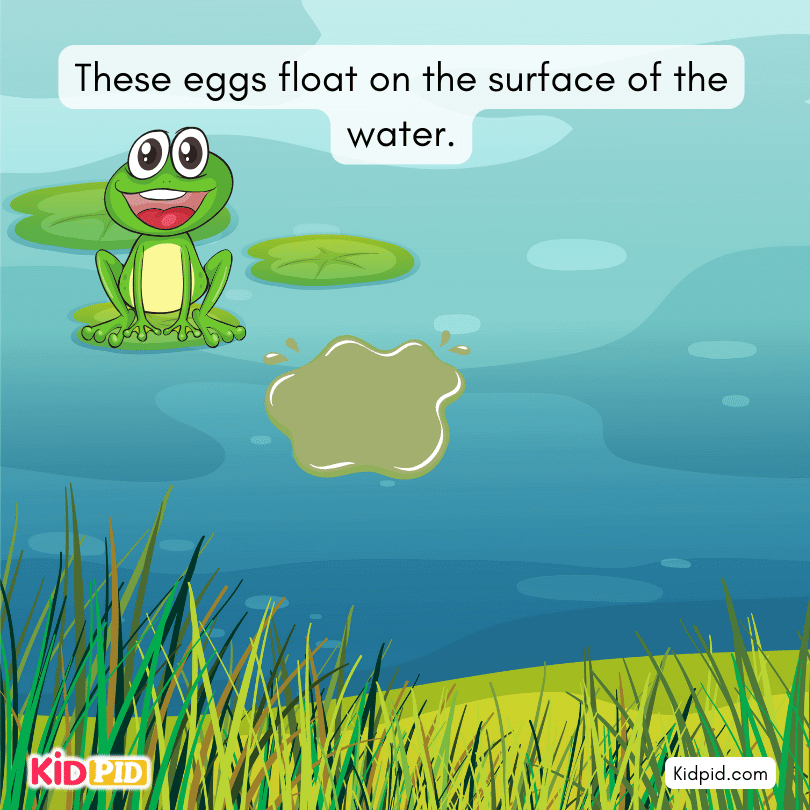 frog eggs float on the water