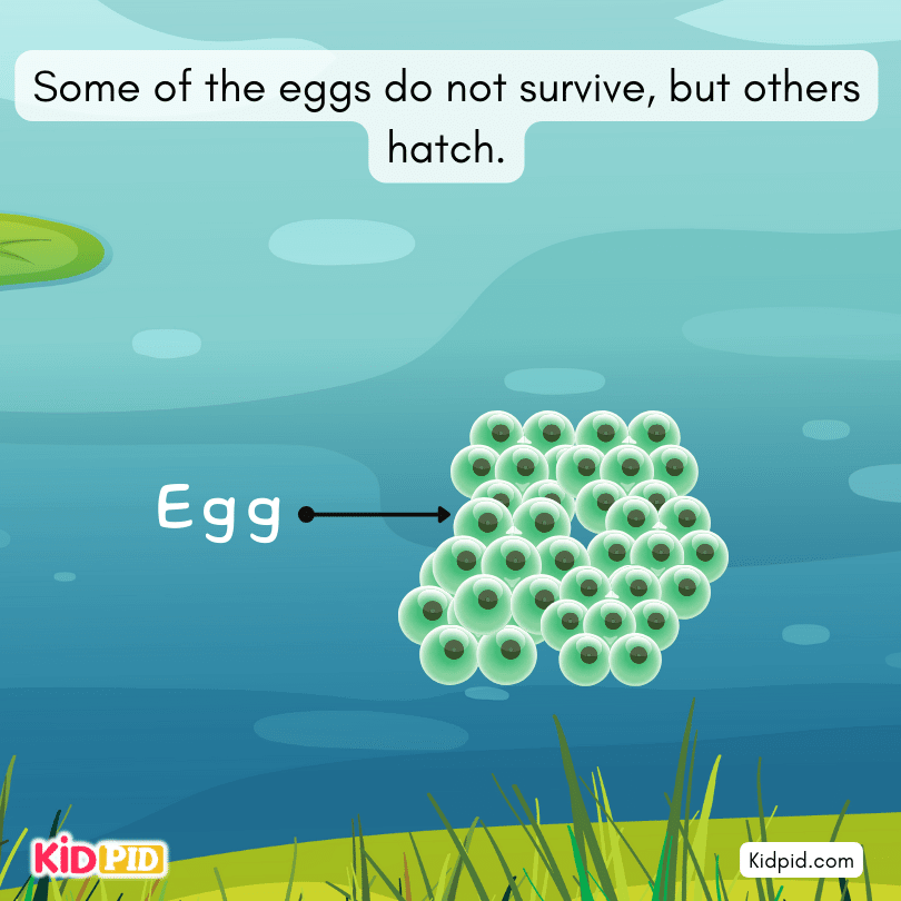 Frog Eggs