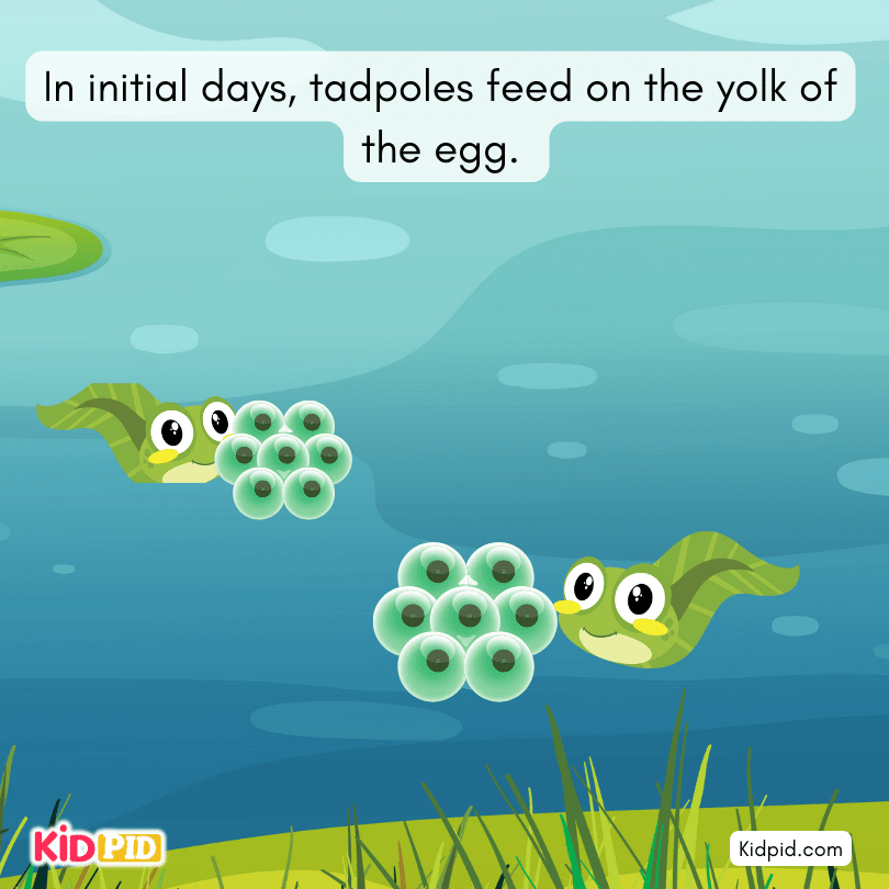 tadpoles feed on the yolk of the egg
