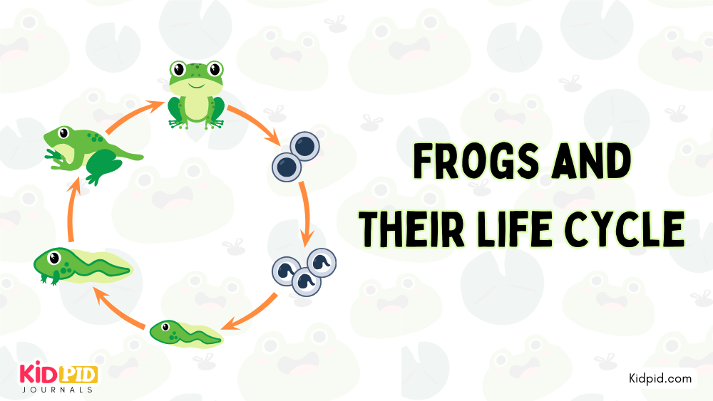 Frogs and Their Life Cycle