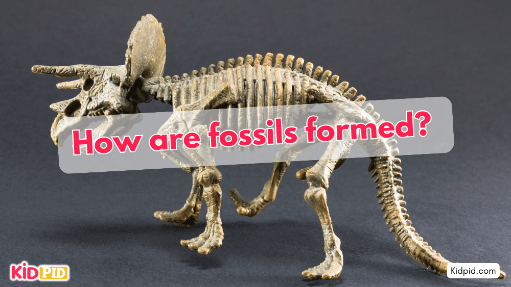 How are fossils formed