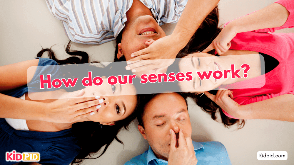 How do our senses work