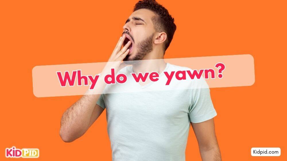 Why do we yawn
