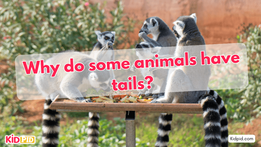 Why do some animals have tails