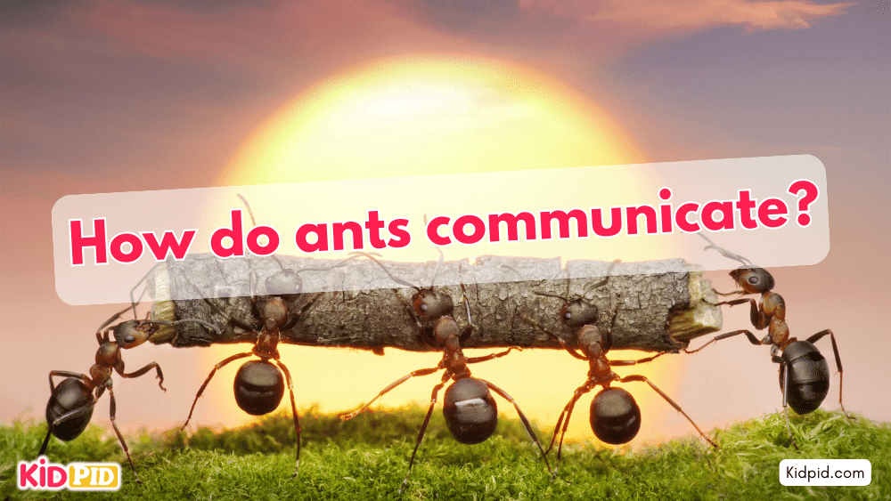How do ants communicate