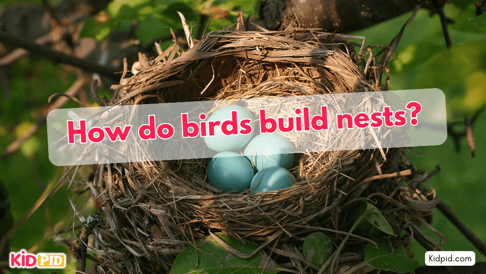 How do birds build nests