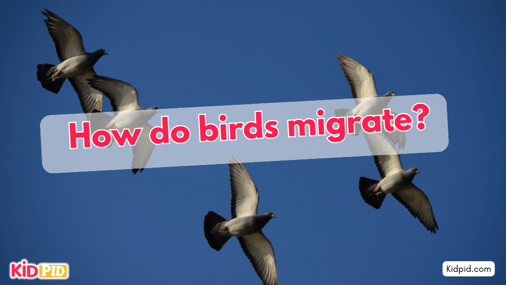 How do birds migrate