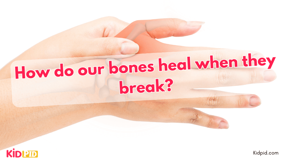 How do our bones heal when they break