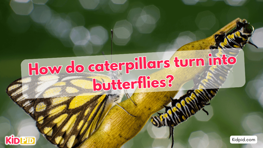 How do caterpillars turn into butterflies