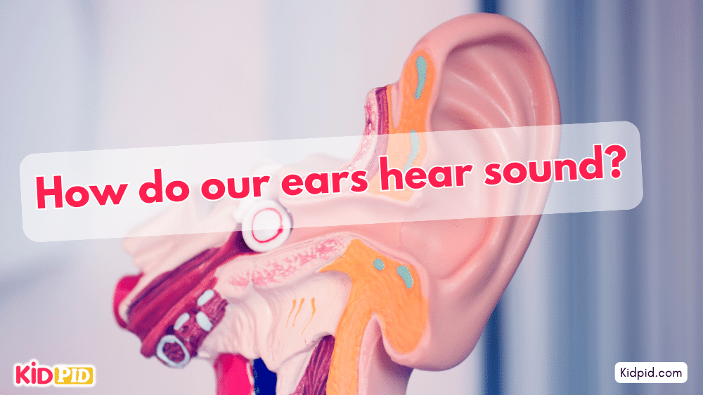 How do our ears hear sound