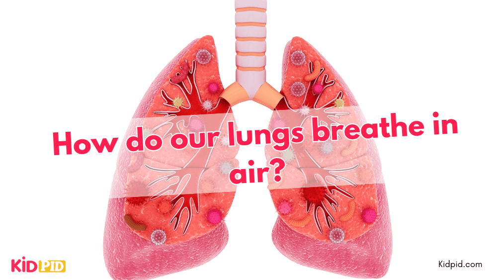 How do our lungs breathe in air