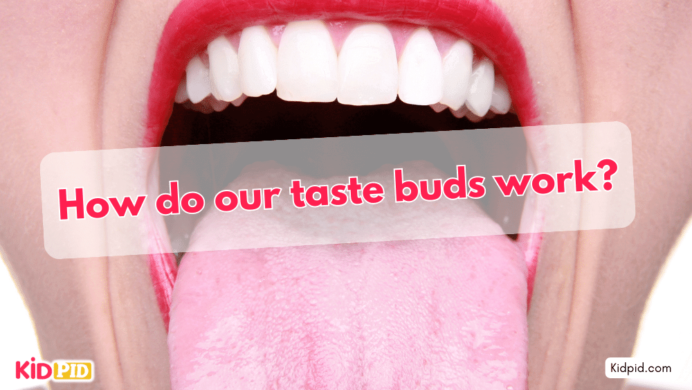 How do our taste buds detect different flavors