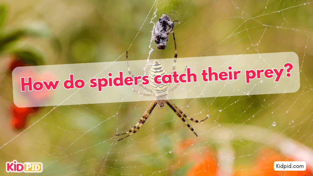 How do spiders catch their prey