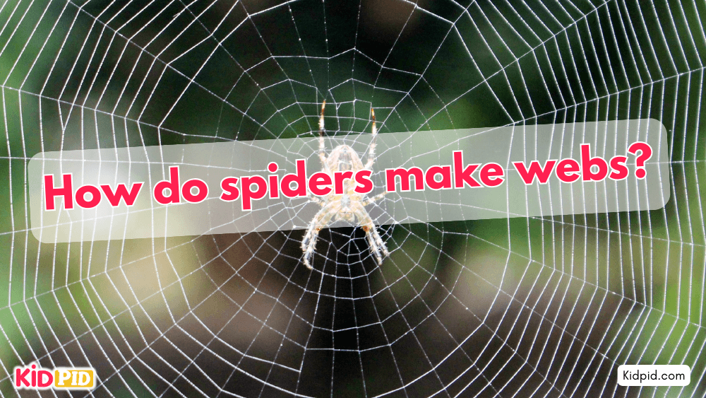 How do spiders make webs