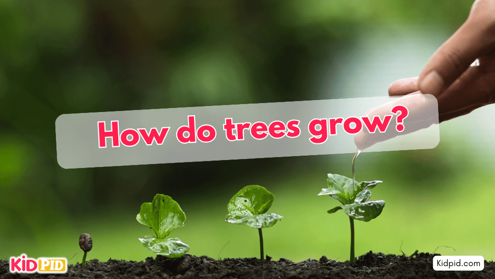 How do trees grow