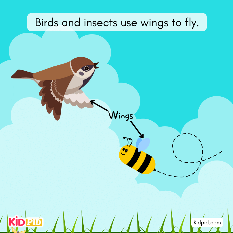 birds and insects fly by wings