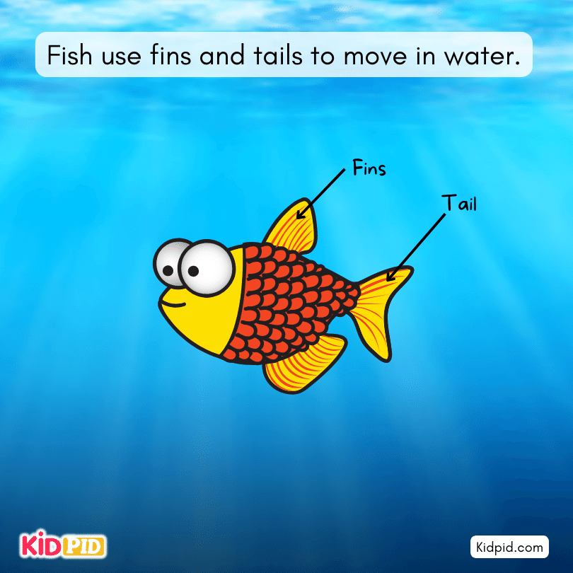 fish move in the water using fins & Tails