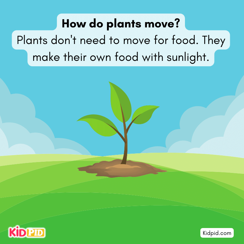 How do plants move?