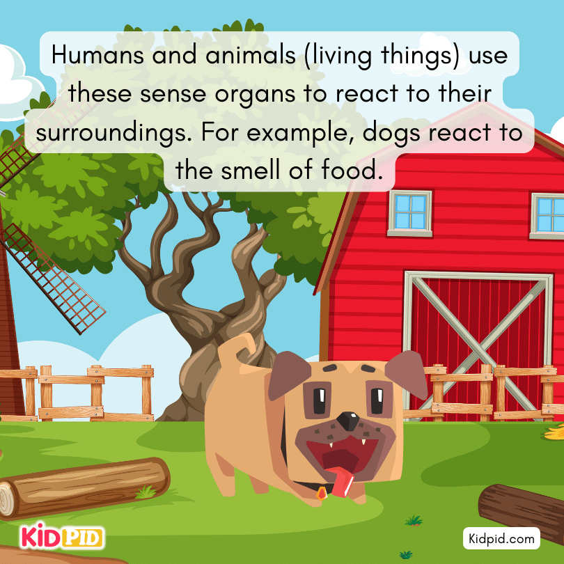 living things use these sense organs to react to their surroundings