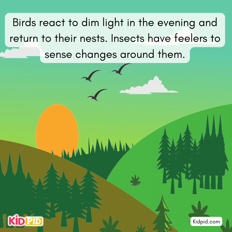 birds fly back to their nest in the evening
