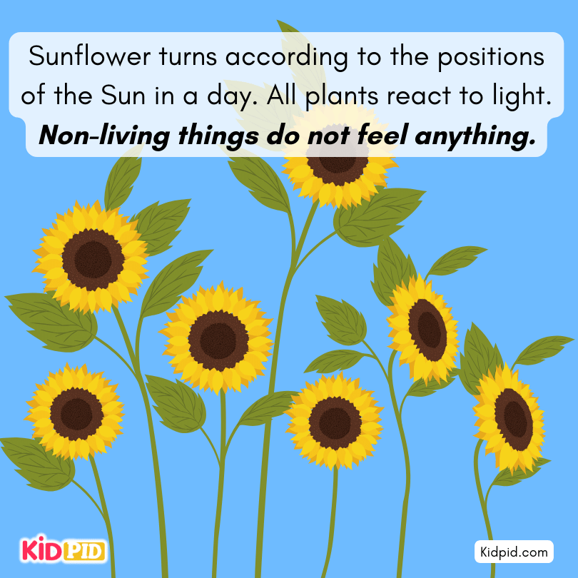 sunflower change position of the sun in a day