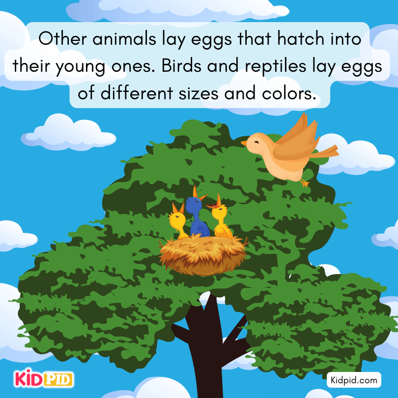 other animals lay eggs but birds & reptiles lay eggs of different sizes and colors.