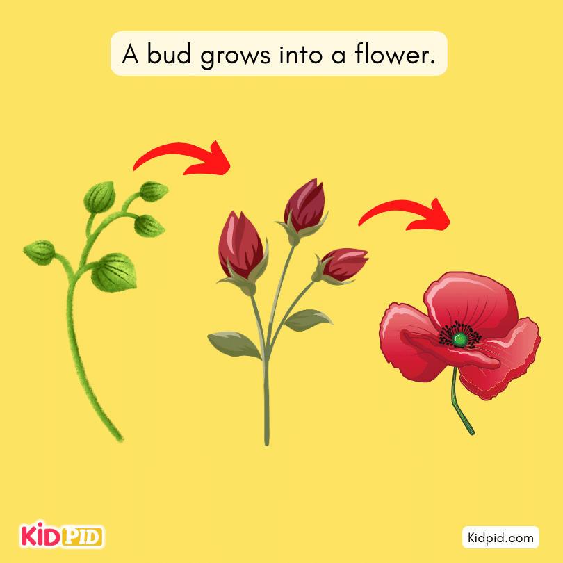 A bud grows into a flower