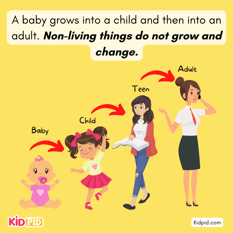 baby grow into a child and then adult but Non-living things do not grow and change.