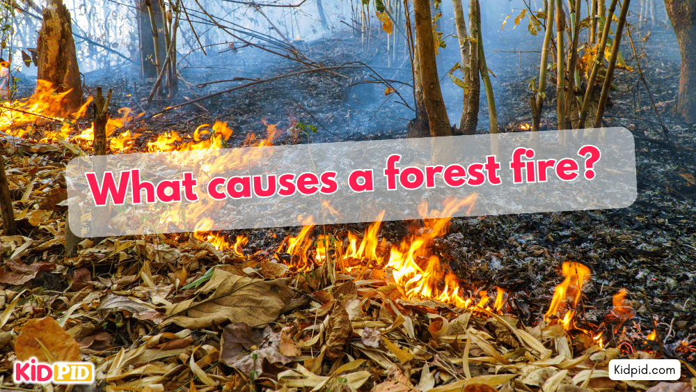 What causes a forest fire