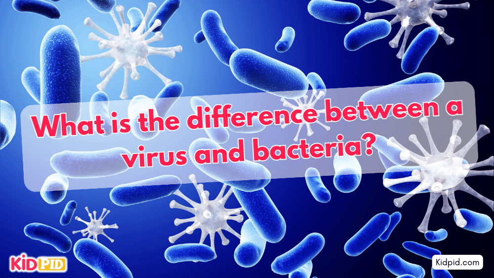 What is the difference between a virus and bacteria