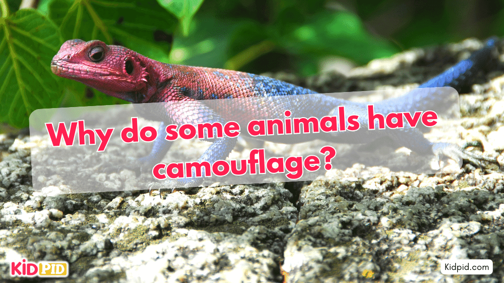 Why do some animals have camouflage