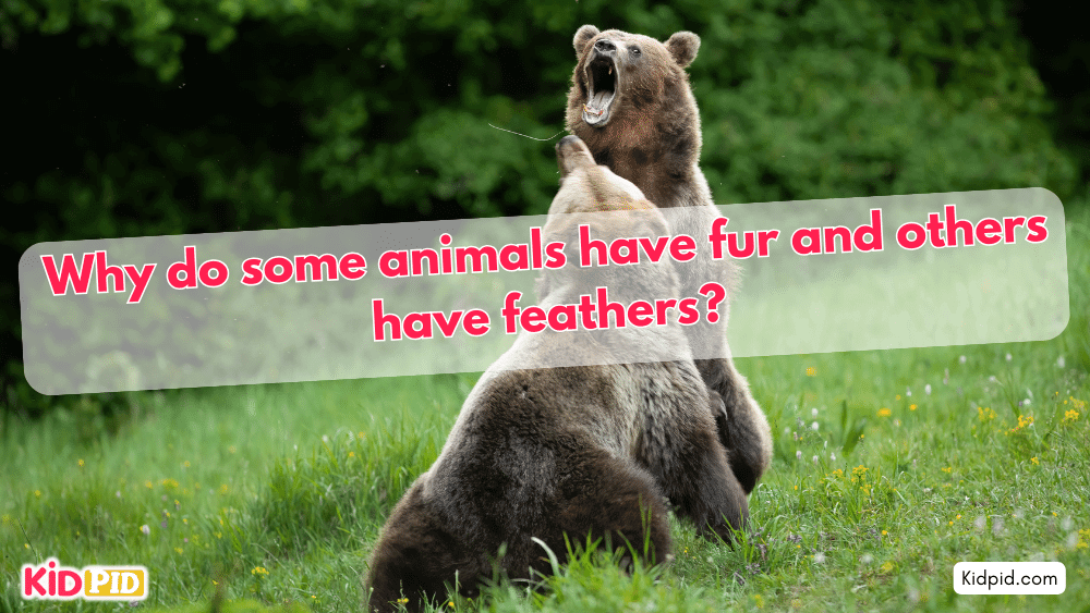 Why do some animals have fur and others have feathers