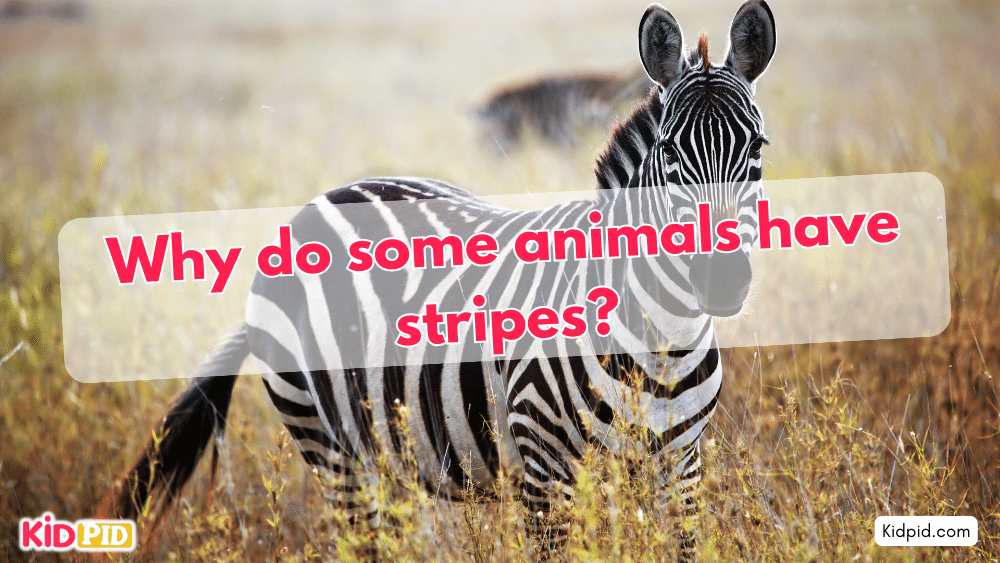 Why do some animals have stripes