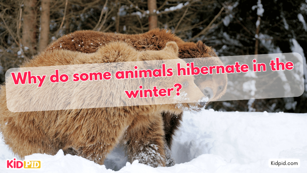 Why do some animals hibernate in the winter