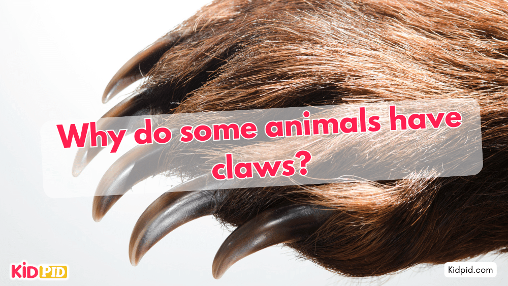 Why do some animals have claws