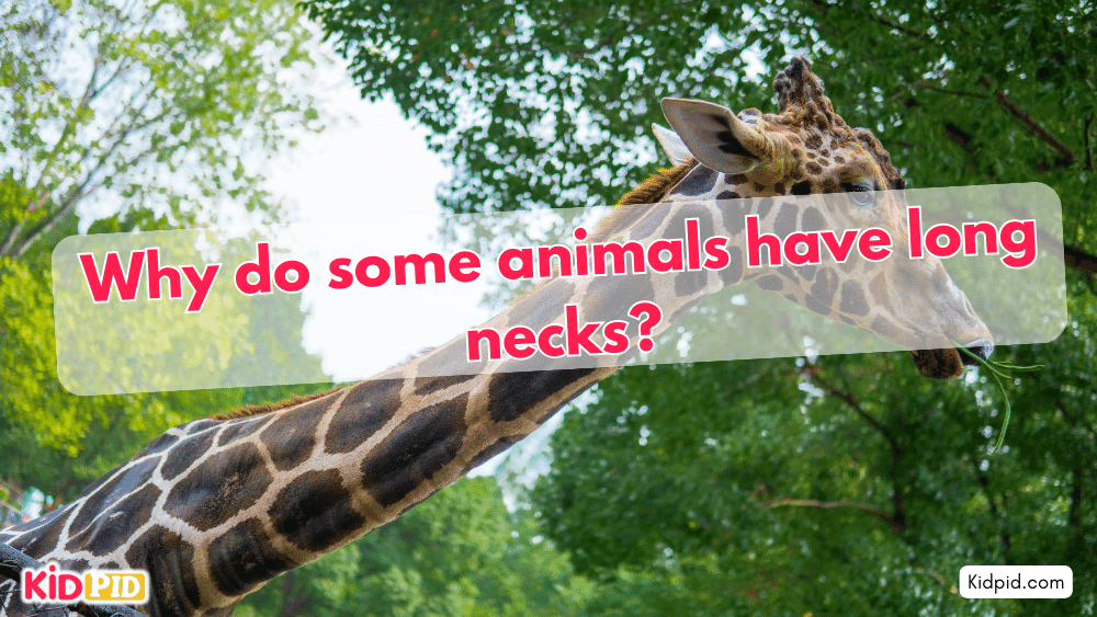 Why do some animals have long necks