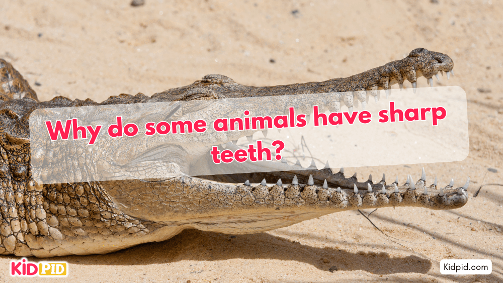 Why do some animals have sharp teeth