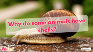 Why do some animals have shells