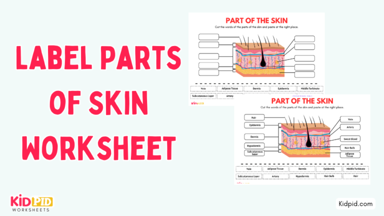 Label Parts of Skin Worksheet - Kidpid
