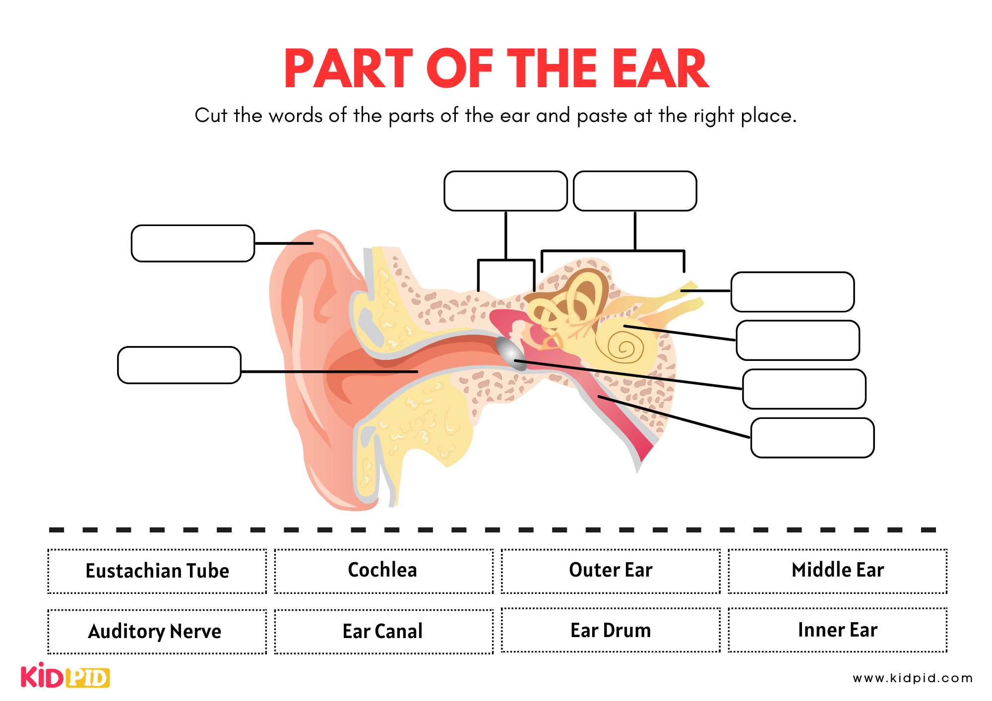 Label Parts of Ear Worksheet