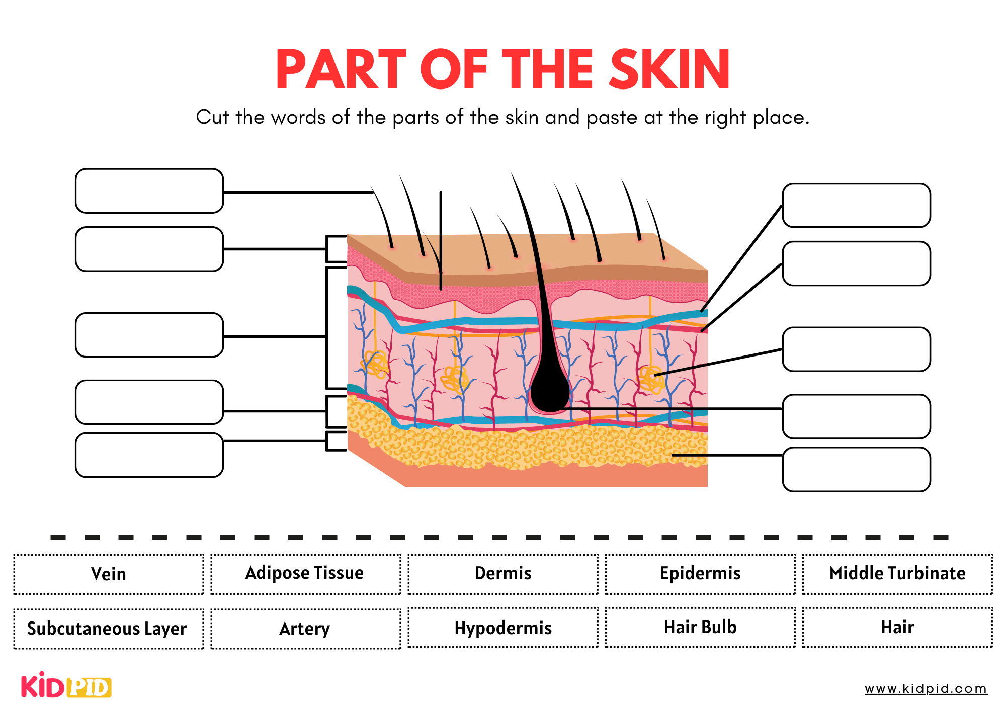 Label Parts of Skin Worksheet