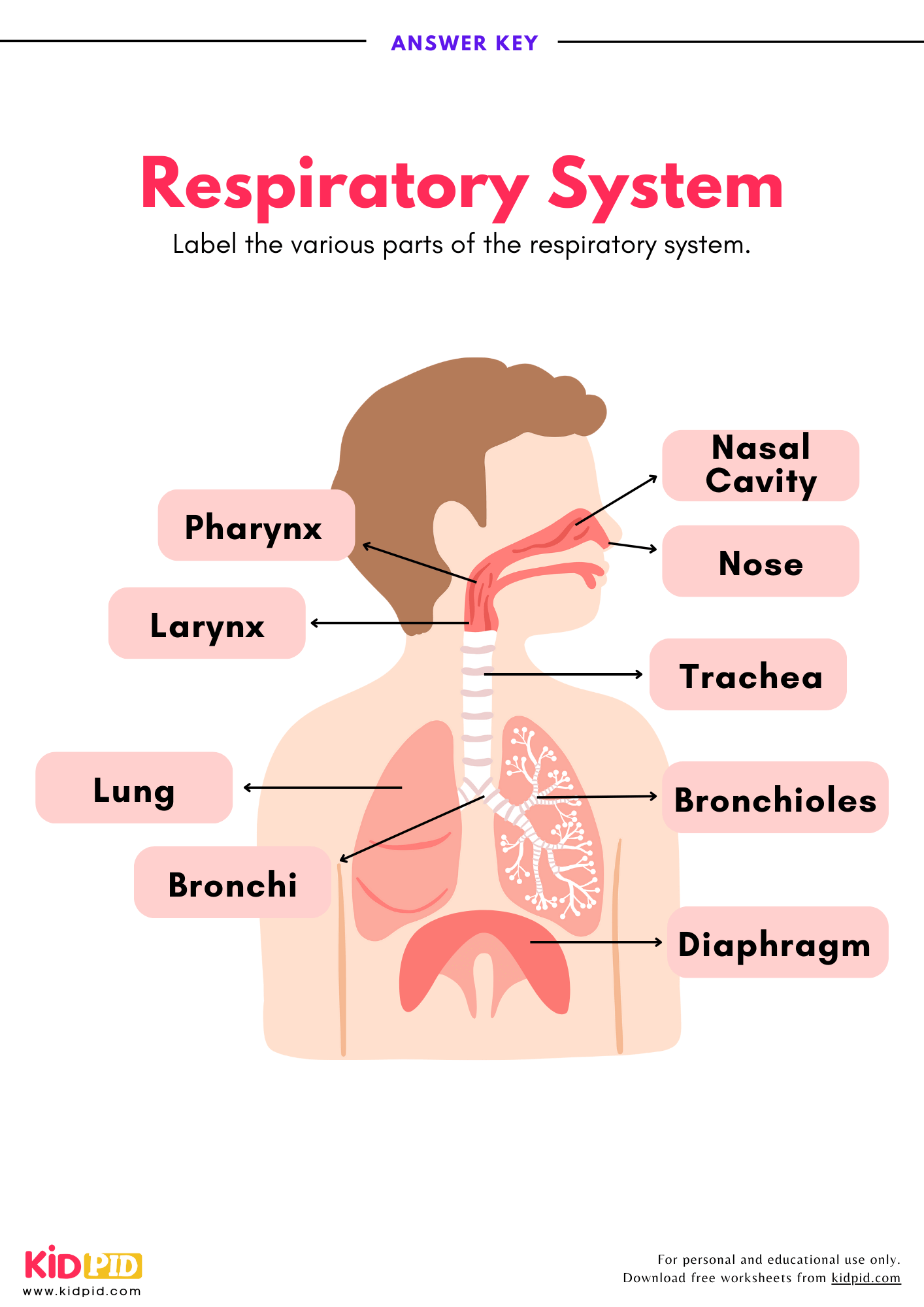 Label Respiratory System Worksheet