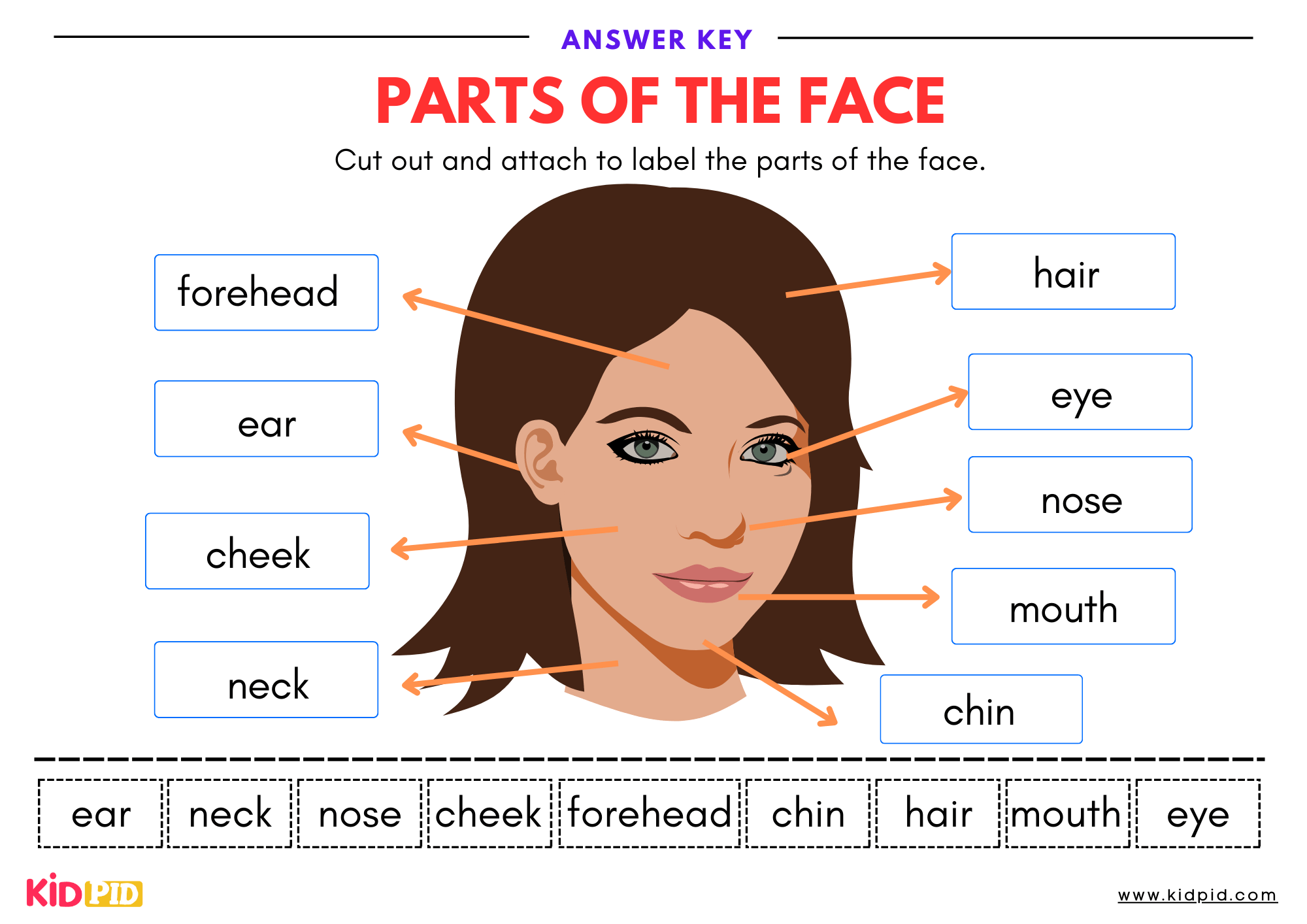 Label the Parts of the Face Worksheet